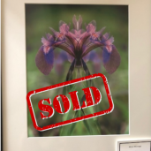 Sold - 